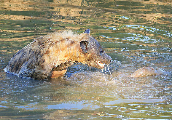 Timbavati private game reserve