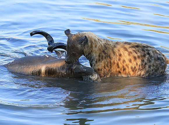 Timbavati private game reserve