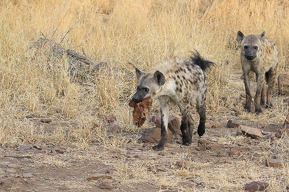 At Kruger NP