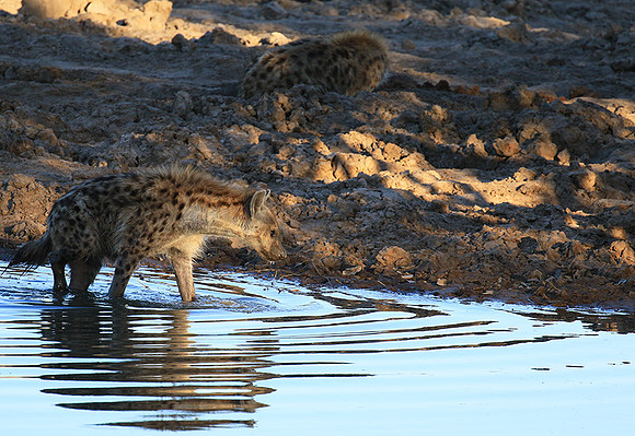 Timbavati private game reserve
