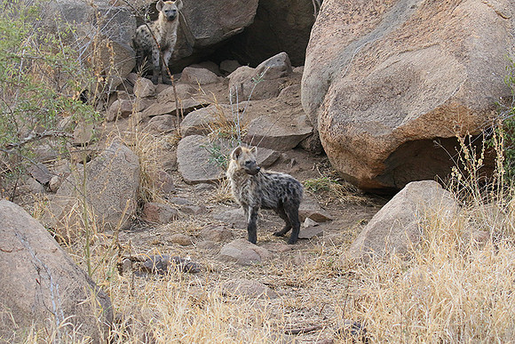 At Kruger NP