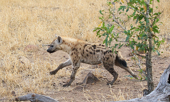 At Kruger NP