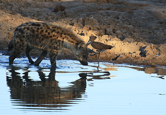 Timbavati private game reserve