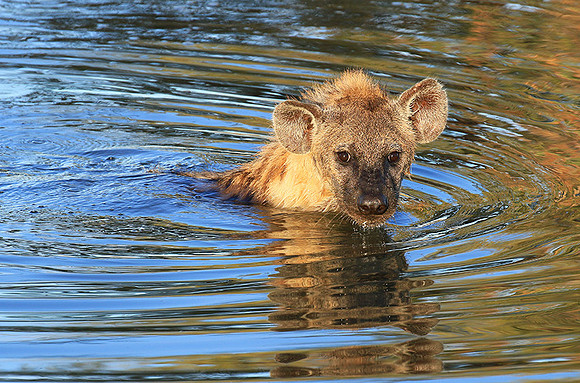Timbavati private game reserve