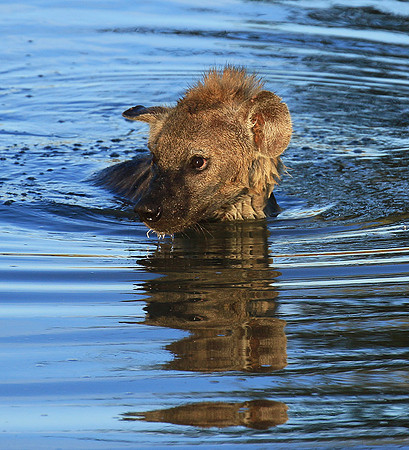 Timbavati private game reserve