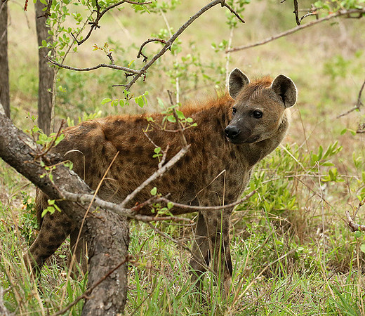 At Mala Mala game reserve