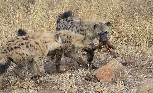 At Kruger NP