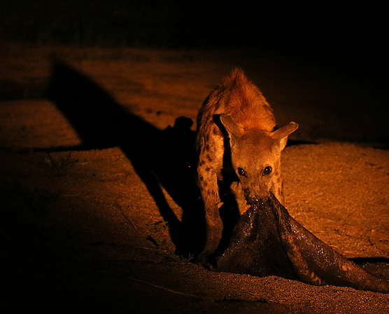 At Mala Mala game reserve