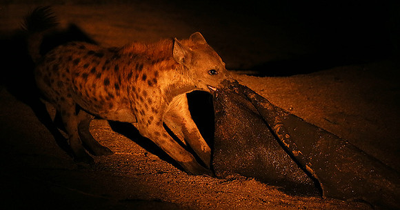At Mala Mala game reserve