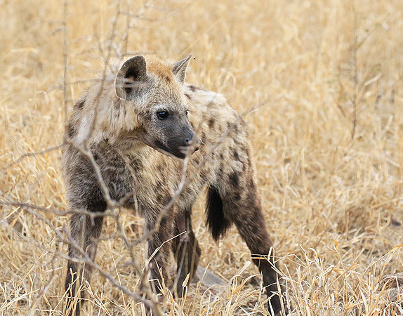 At Kruger NP