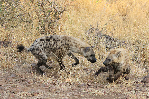 At Kruger NP