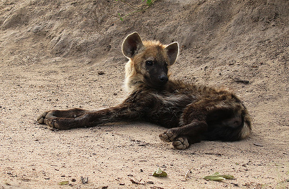 Kruger NP