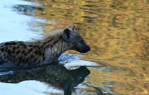 At Timbavati