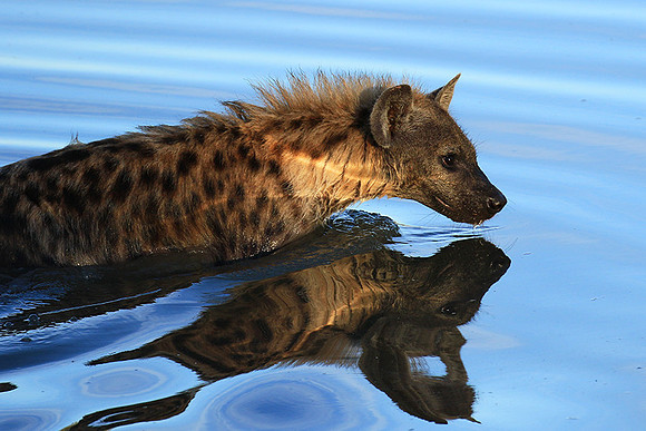 Timbavati private game reserve