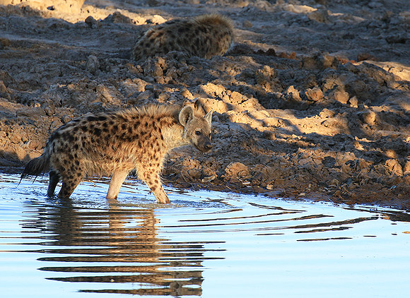 Timbavati private game reserve