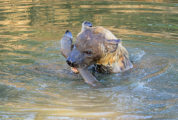 Timbavati private game reserve