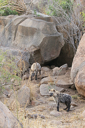 At Kruger NP