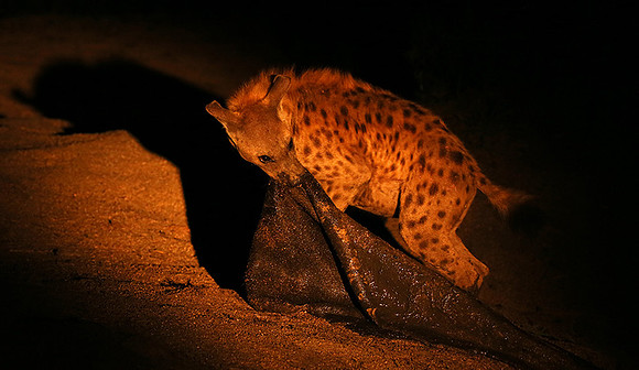 At Mala Mala game reserve