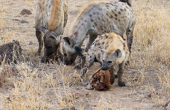 At Kruger NP
