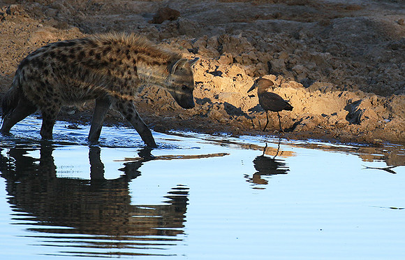 Timbavati private game reserve