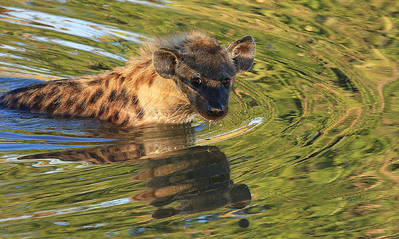Timbavati private game reserve