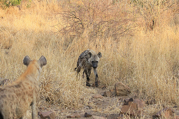 At Kruger NP