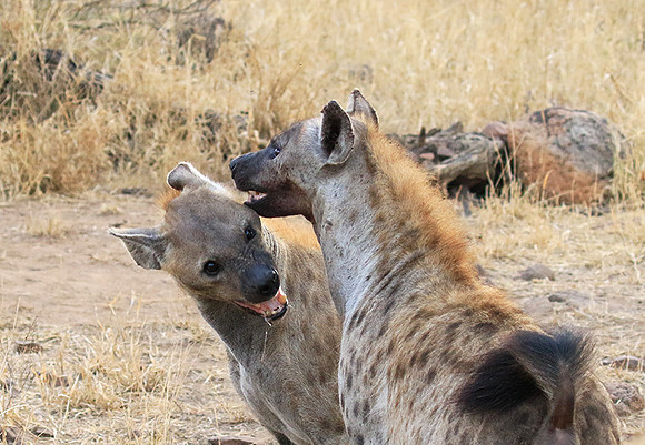 At Kruger NP