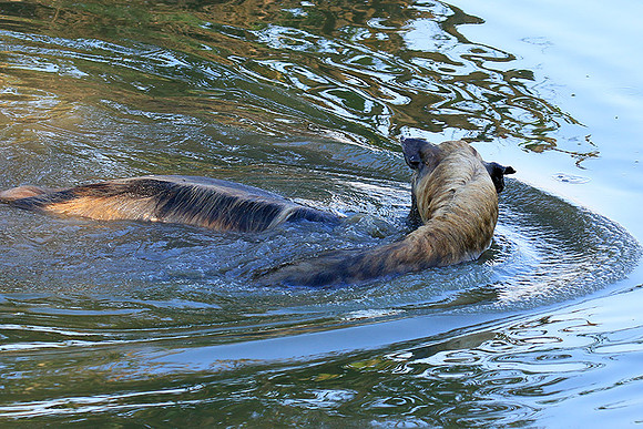 Timbavati private game reserve