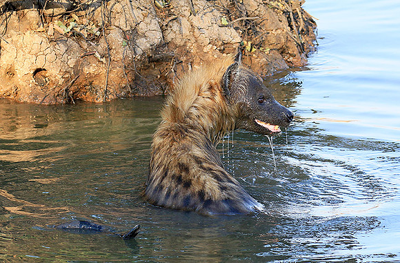Timbavati private game reserve
