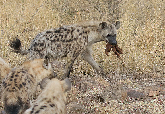 At Kruger NP