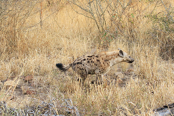 At Kruger NP
