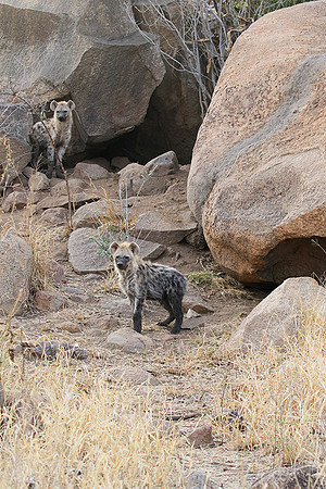 At Kruger NP