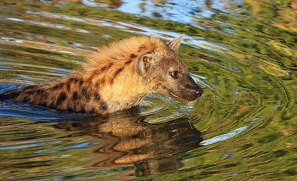 Timbavati private game reserve