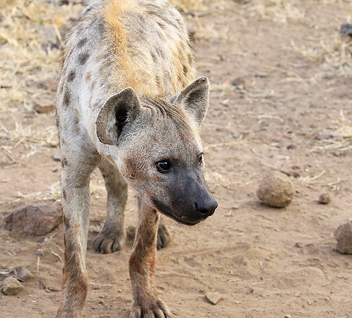 At Kruger NP