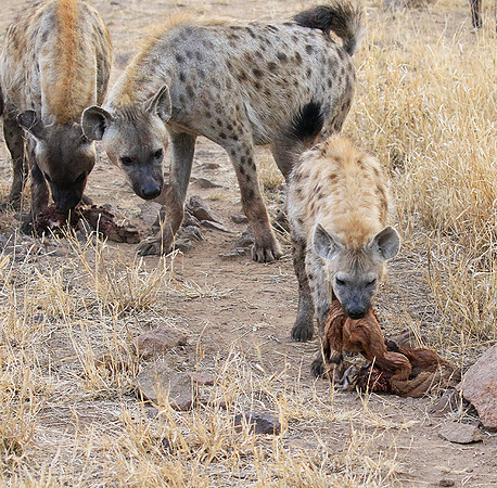 At Kruger NP