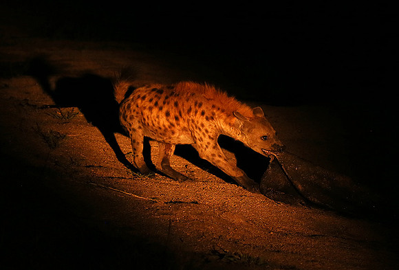 At Mala Mala game reserve