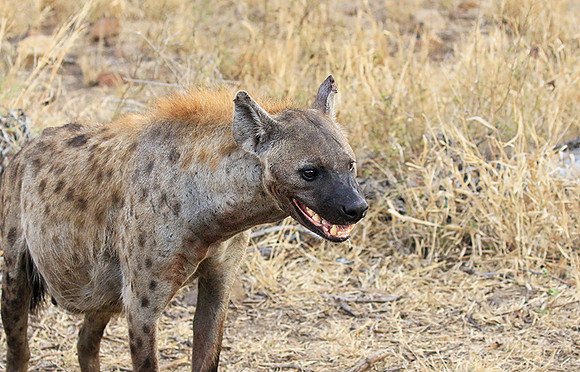 At Kruger NP