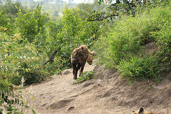 Kruger NP