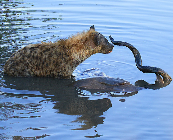 Timbavati private game reserve