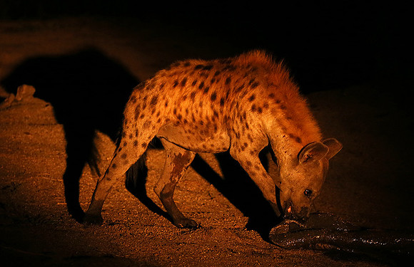 At Mala Mala game reserve
