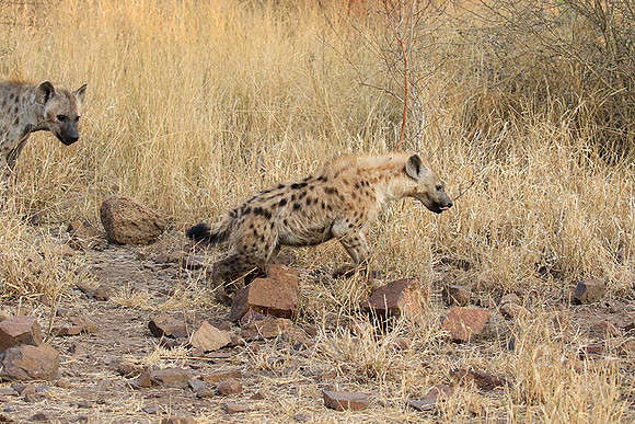 At Kruger NP