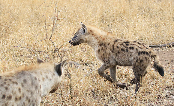 At Kruger NP