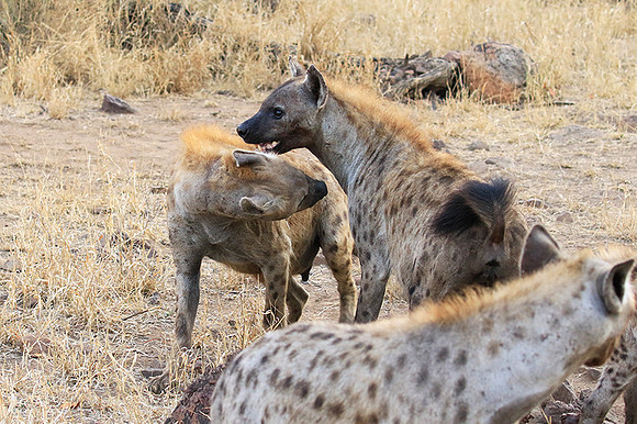 At Kruger NP