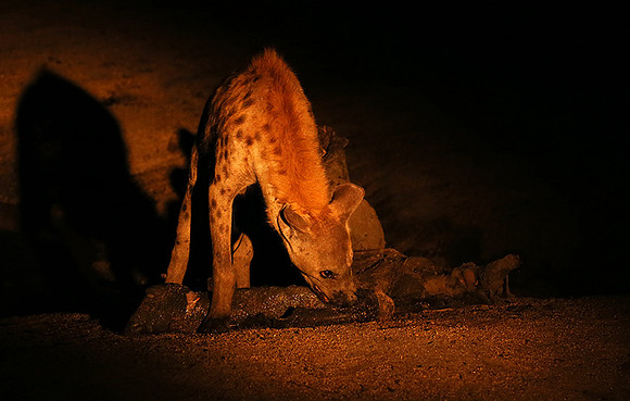 At Mala Mala game reserve