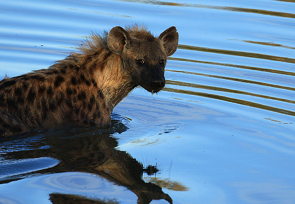 Timbavati private game reserve