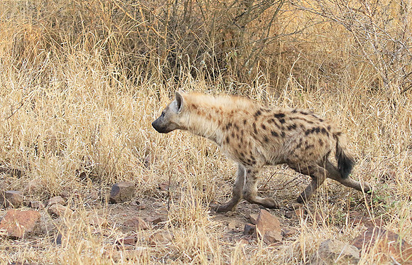 At Kruger NP