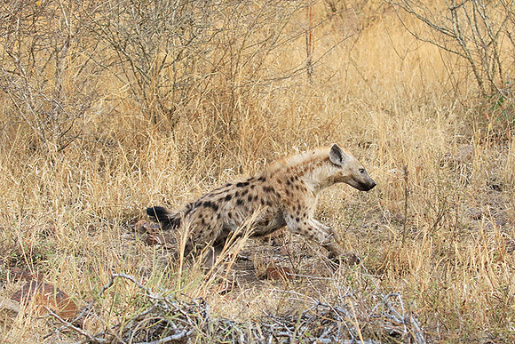 At Kruger NP