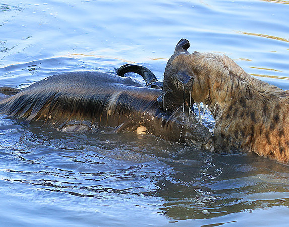 Timbavati private game reserve