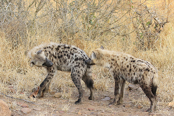 At Kruger NP