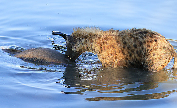 Timbavati private game reserve